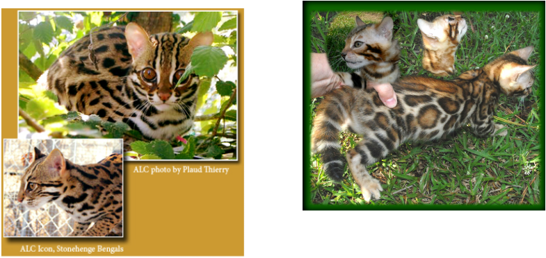 Asian Leopard, Bengal, Mini Leopard, Arizona Bengal, Bengal Kitten, Bengal Kittens, Leopard Kittens, Arizona Kittens